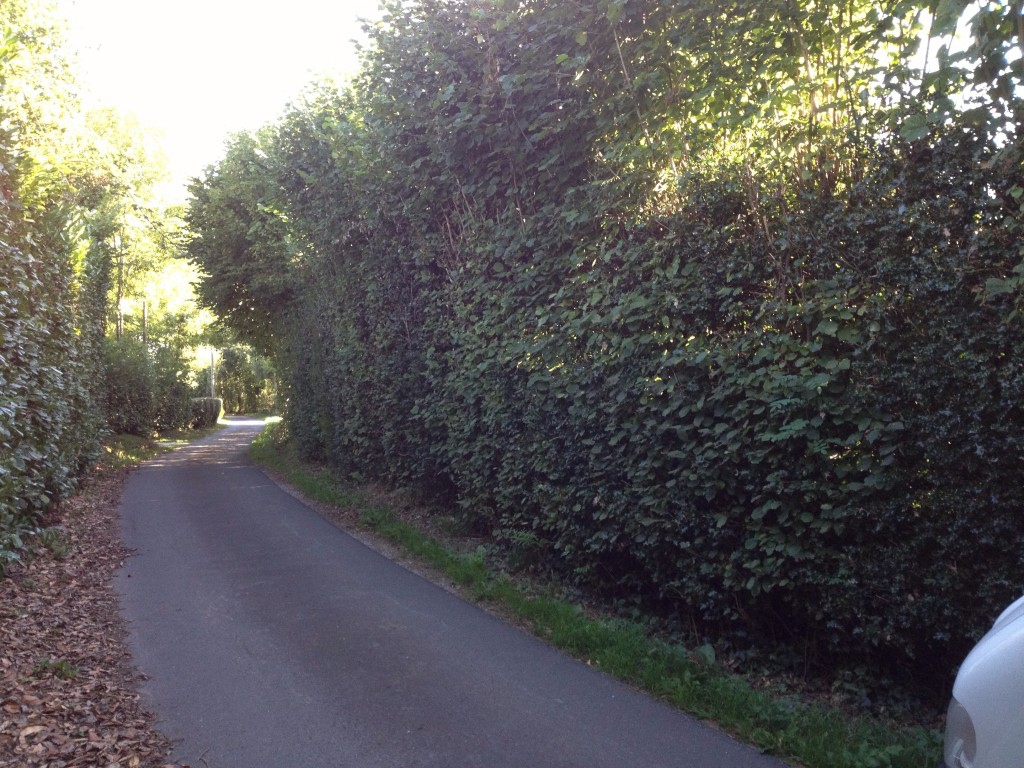 Rabattage d'une haie châmpètre