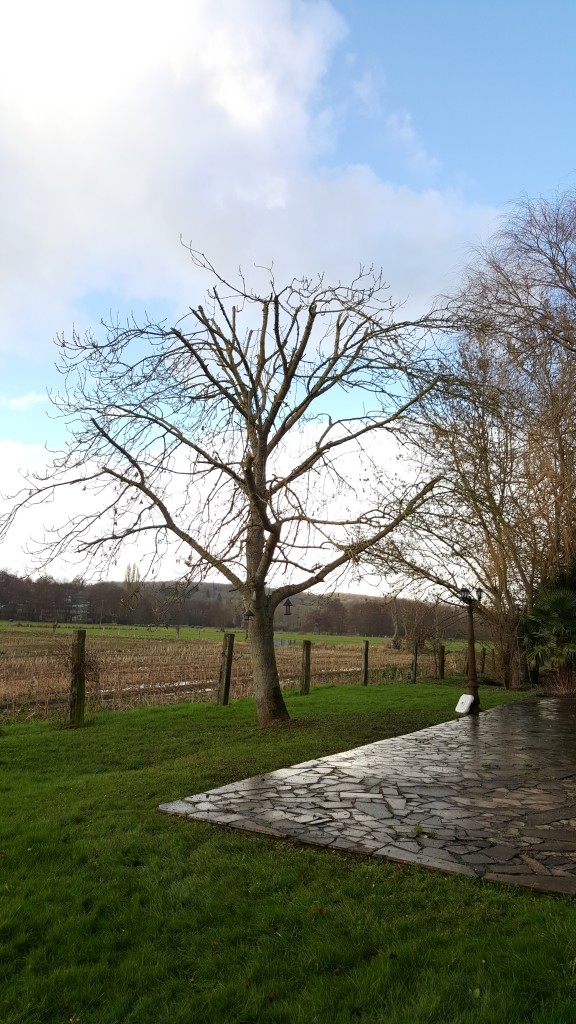 Taille d'arbre