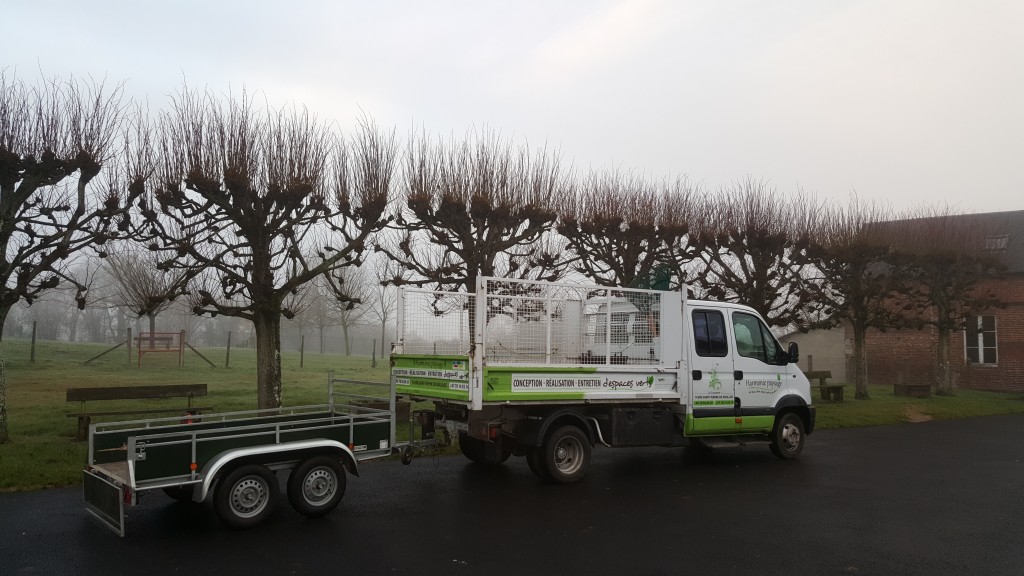 Taille annuel d'arbre en rideau