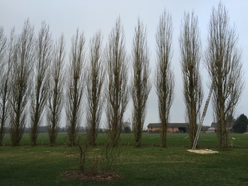 Etetage de la hauteur de peuplier