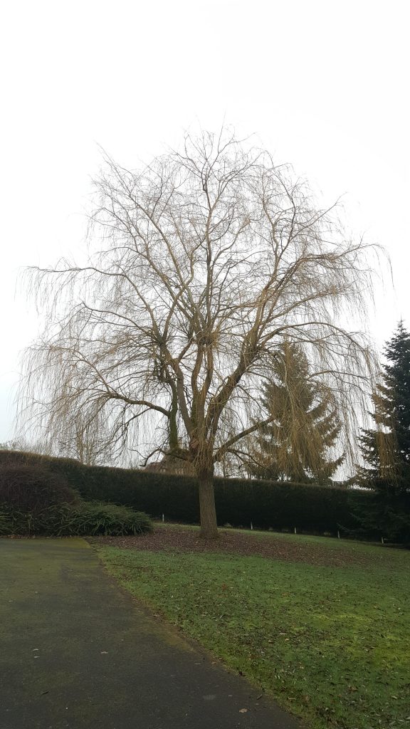 taille d'un saule pleureur